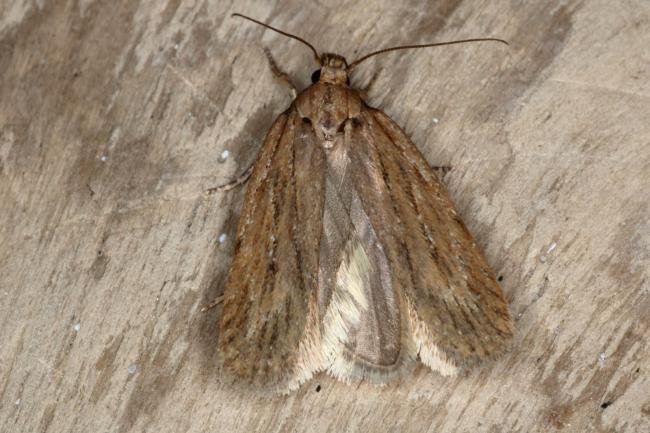Parsnip Moth (Depressaria radiella), adult. Ouston, 21-03-2016. Copyright Verna Atkinson.