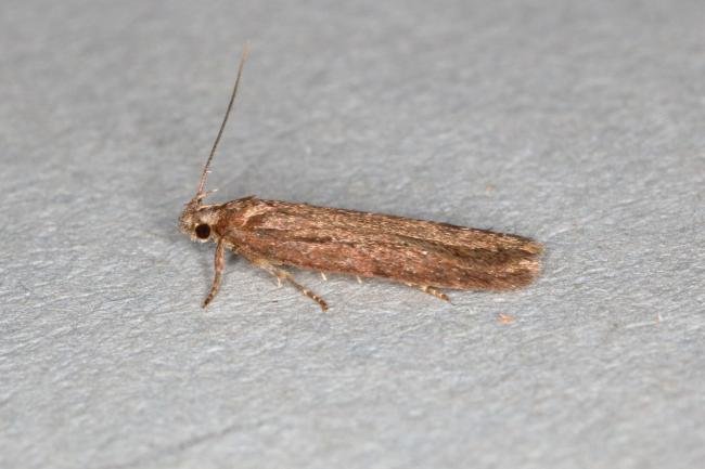 Depressaria sordidatella, adult. Ouston, 28-07-2017. Copyright Verna Atkinson.