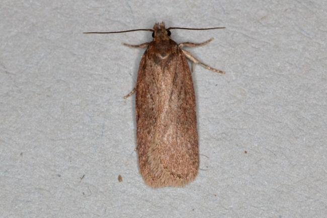 Depressaria sordidatella, adult. Ouston, 28-07-2017. Copyright Verna Atkinson.