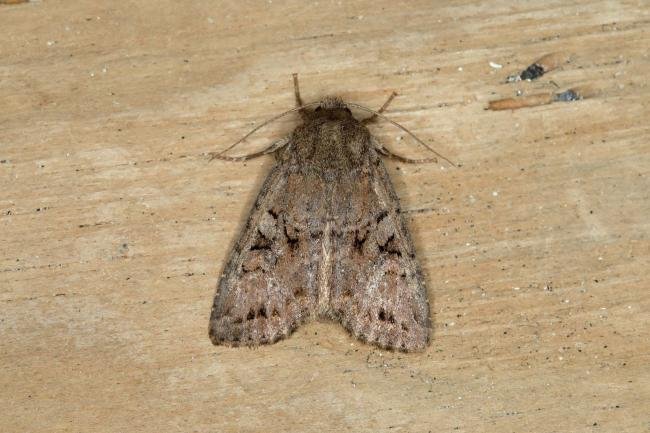 Dingy Shears (Fissipunctia ypsillon), adult. Ouston, 23-07-2018. Copyright Verna Atkinson.