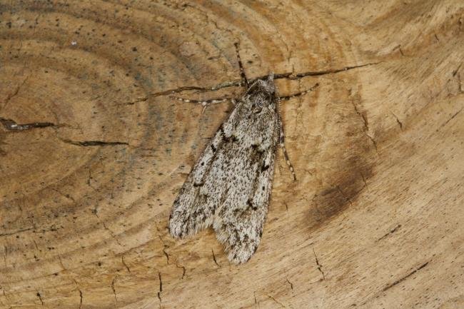 Diurnea fagella, adult. Ouston, 19-03-2022. Copyright Verna Atkinson.