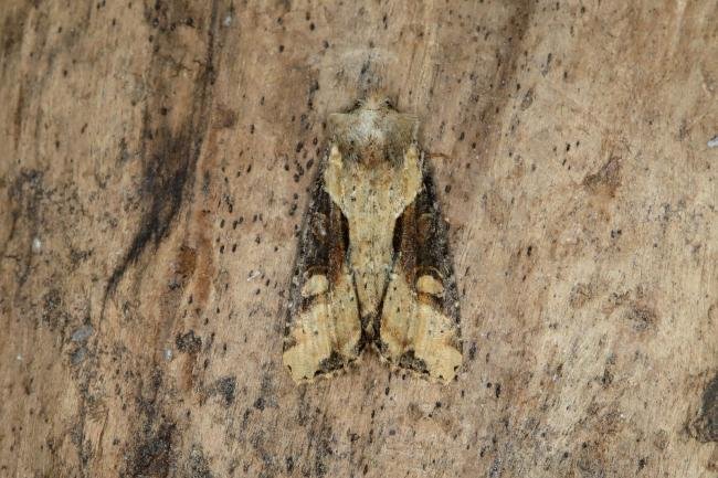 Double Lobed (Lateroligia ophiogramma), adult. Ouston, 19-07-2018. Copyright Verna Atkinson.