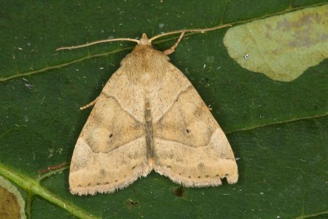 Dun-bar (Cosmia trapezina), adult. Ouston, 24-07-2021. Copyright Verna Atkinson.