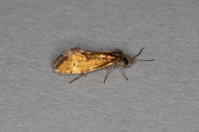 Dyseriocrania subpurpurella, adult. Ouston, 19-04-2017. Copyright Verna Atkinson.