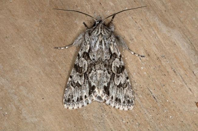 Early Grey (Xylocampa areola), adult. Ouston, 25-03-2018. Copyright Verna Atkinson.