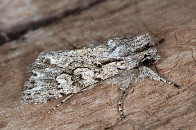 Early Grey (Xylocampa areola), adult. Ouston, 23-03-2019. Copyright Verna Atkinson.