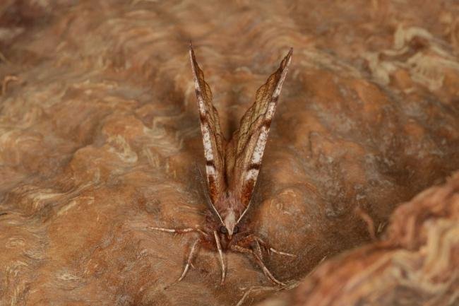 Early Thorn (Selenia dentaria), adult. Ouston, 18-04-2021. Copyright Verna Atkinson.