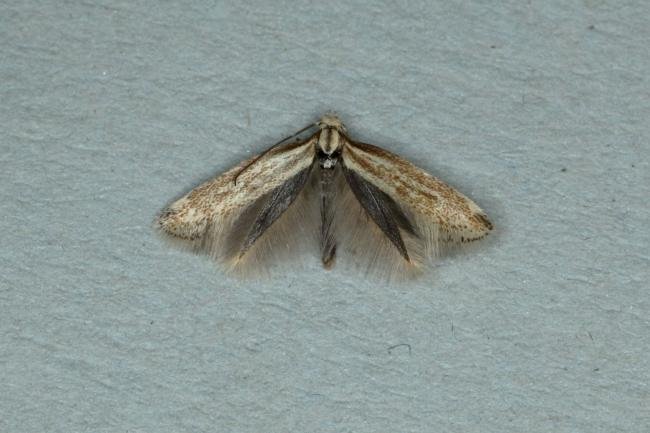 Elachista rufocinerea, adult. Ouston, 20-05-2019. Copyright Verna Atkinson.