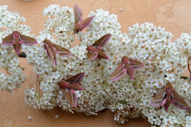 Elephant Hawk-moth (Deilephila elpenor), adult. Ouston, 14-06-2020. Copyright Verna Atkinson.