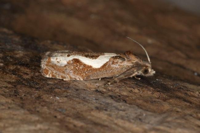 Epiblema foenella, adult. Ouston, 25-07-2016. Copyright Verna Atkinson.