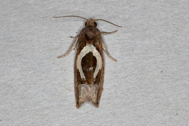 Epiblema foenella, adult. Ouston, 26-08-2019. Copyright Verna Atkinson.