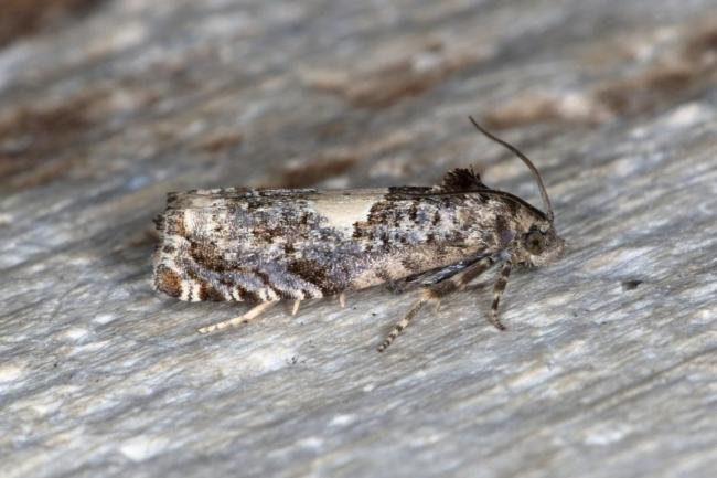 Epiblema cirsiana/scutulana, adult. Bowes Valley Nature Reserve, 24-05-2016. Copyright Verna Atkinson.