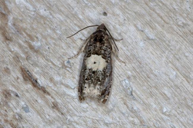 Epiblema cirsiana/scutulana, adult. Bowes Valley Nature Reserve, 24-05-2016. Copyright Verna Atkinson.