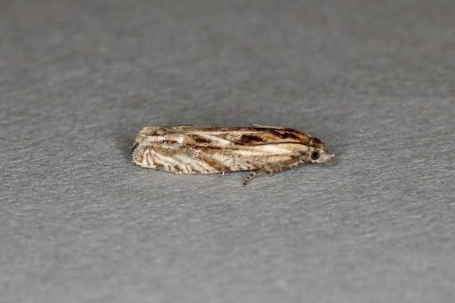Eucosma cana, adult. Ouston, 12-07-2020. Copyright Verna Atkinson.