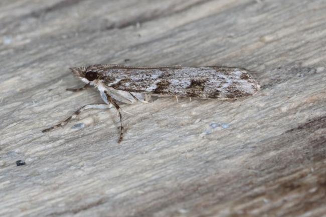 Eudonia lacustrata, adult. Ouston, 26-06-2016. Copyright Verna Atkinson.