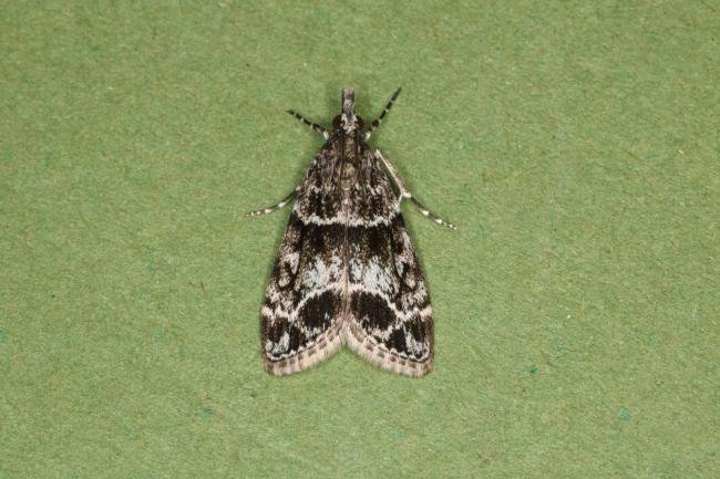 Eudonia mercurella, adult. Ouston, 03-07-2022. Copyright Verna Atkinson.