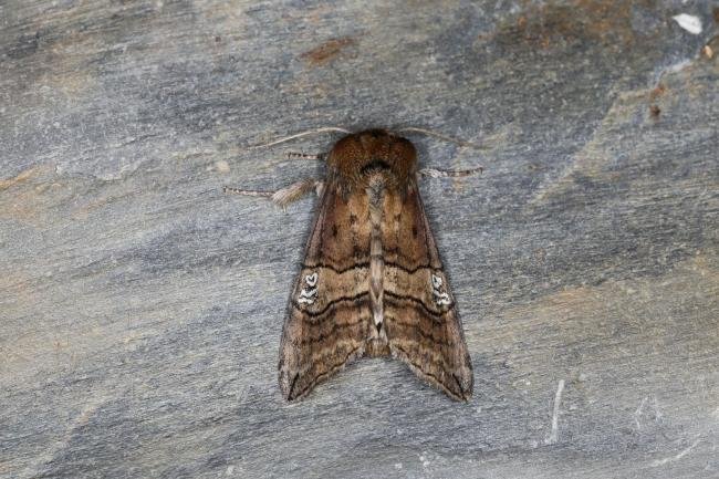Figure of Eighty (Tethea ocularis), adult. Ouston, 17-06-2023. Copyright Verna Atkinson.