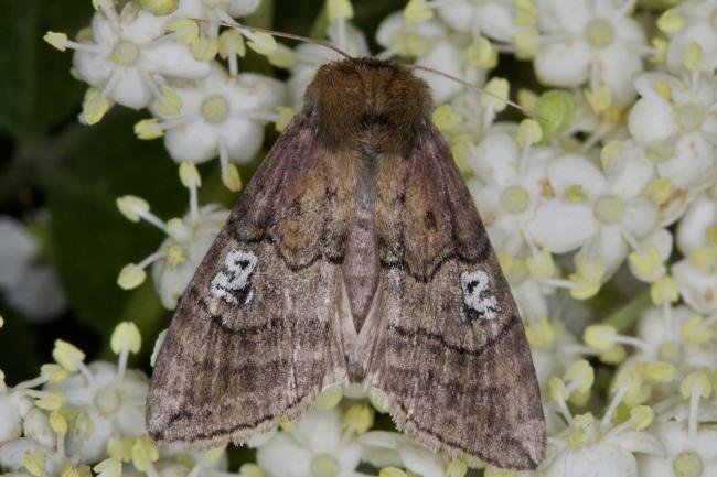 Figure of Eighty (Tethea ocularis), adult. Ouston, 15-06-2021. Copyright Verna Atkinson.