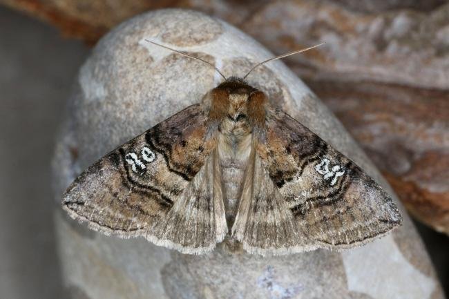 Figure of Eighty (Tethea ocularis), adult. Ouston, 22-06-2022. Copyright Verna Atkinson.