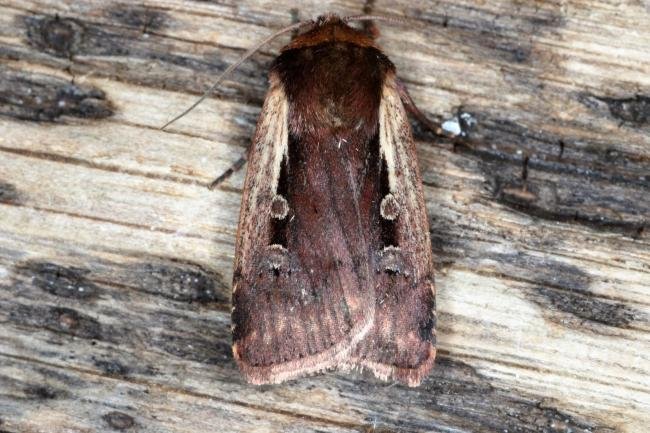 Flame Shoulder (Ochropleura plecta), adult. Ouston, 27-05-2016. Copyright Verna Atkinson.