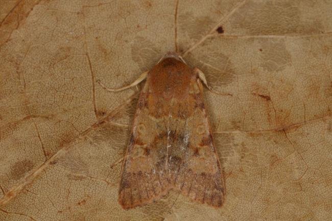 Flounced Chestnut (Anchoscelis helvola), adult. Ouston, 03-10-2022. Copyright Verna Atkinson.