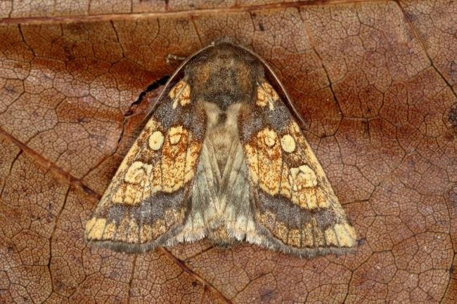 Frosted Orange (Gortyna flavago), adult. Ouston, 09-09-2019. Copyright Verna Atkinson.