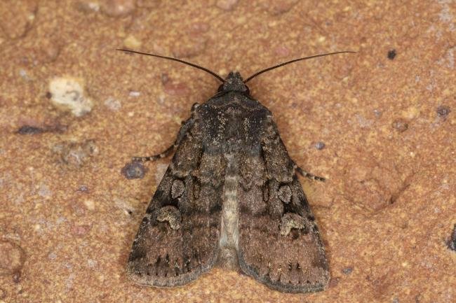 Garden Dart (Euxoa nigricans), adult. Ouston, 23-07-2022. Copyright Verna Atkinson.