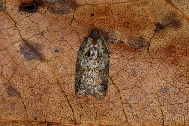 Garden Rose Tortrix (Acleris variegana), adult. Ouston, 14-09-2018. Copyright Verna Atkinson.