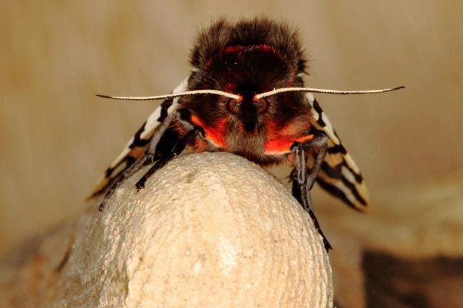 Garden Tiger (Arctia caja), adult. Ouston, 09-07-2016. Copyright Verna Atkinson.