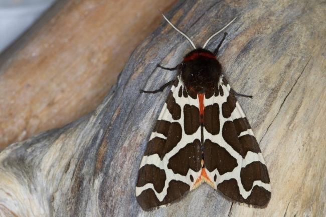 Garden Tiger (Arctia caja), adult. Ouston, 12-07-2021. Copyright Verna Atkinson.