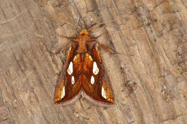 Gold Spot (Plusia festucae), adult. Ouston, 29-05-2018. Copyright Verna Atkinson.