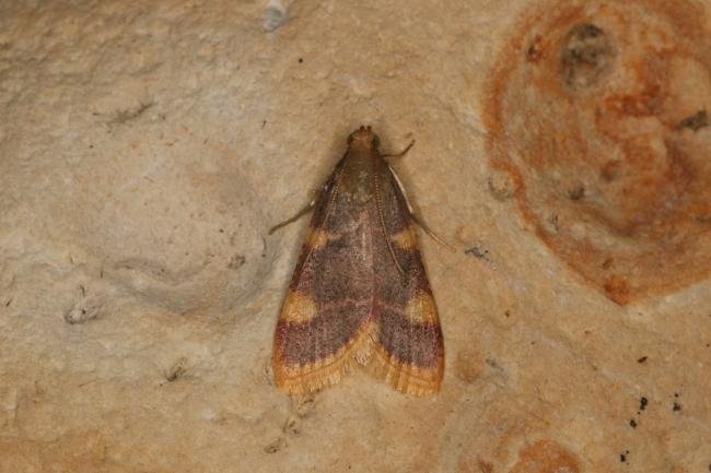 Gold Triangle (Hypsopygia costalis), adult. Ouston, 25-07-2022. Copyright Verna Atkinson.