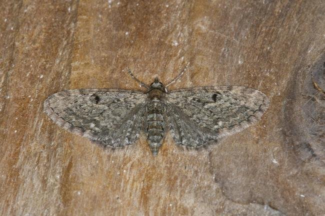 Golden-rod Pug (Eupithecia virgaureata), adult. Ouston, 17-09-2021. Copyright Verna Atkinson.