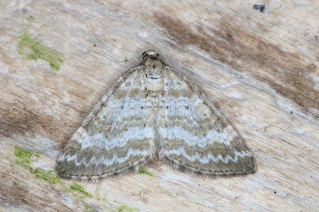 Grass Rivulet (Perizoma albulata), adult. Ouston, 04-06-2016. Copyright Verna Atkinson.