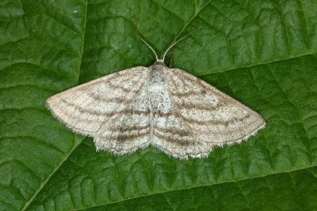 Grass Wave (Perconia strigillaria), adult. West Moor Plantation, 24-06-2020. Copyright Verna Atkinson.
