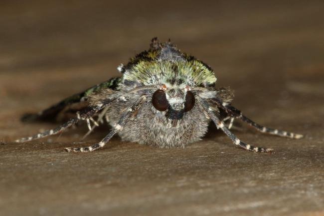 Green Arches (Anaplectoides prasina), adult. Ouston, 18-06-2020. Copyright Verna Atkinson.