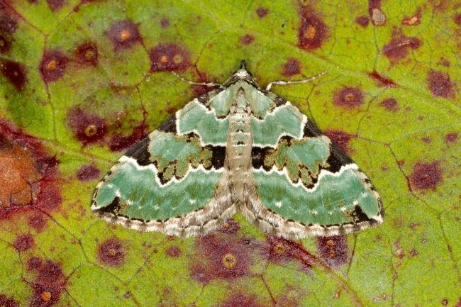 Green Carpet (Colostygia pectinataria), adult. Ouston, 26-05-2023. Copyright Verna Atkinson.
