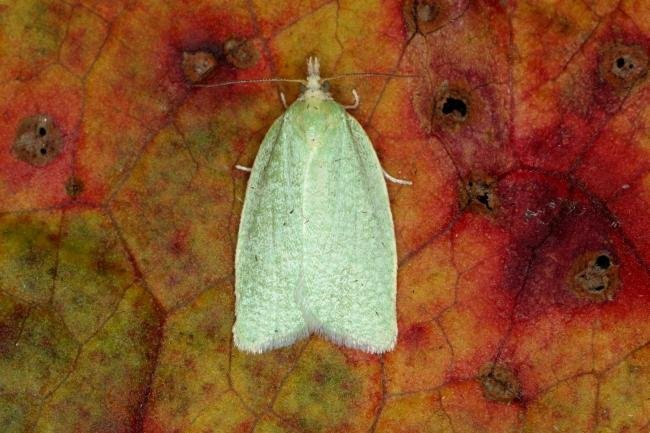 Green Oak Tortrix (Tortrix viridana), adult. Ouston, 30-06-2019. Copyright Verna Atkinson.