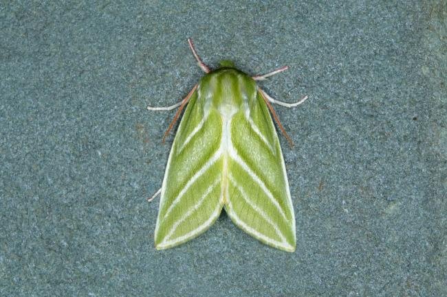 Green Silver-lines (Pseudoips prasinana), adult. Ouston, 01-06-2018. Copyright Verna Atkinson.