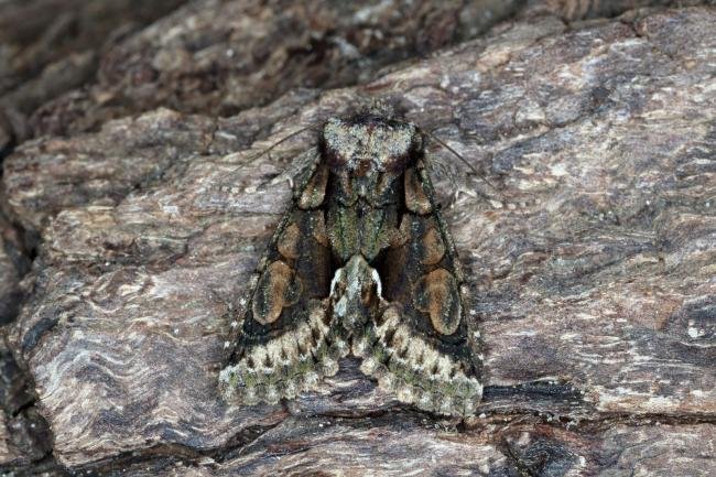 Green-brindled Crescent (Allophyes oxyacanthae), adult. Ouston, 03-10-2015. Copyright Verna Atkinson.