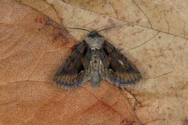 Green-brindled Crescent (Allophyes oxyacanthae) f. capucina, adult. Ouston, 16-09-2018. Copyright Verna Atkinson.