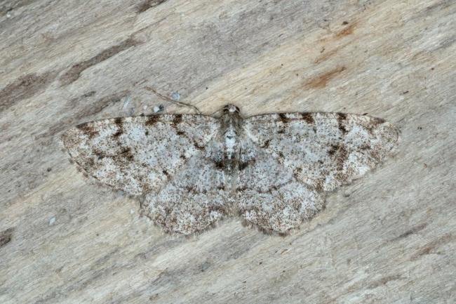 Grey Birch (Aethalura punctulata), adult. Ouston, 02-05-2017. Copyright Verna Atkinson.