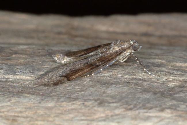 Grey Pine Carpet (Thera obeliscata), adult. Ouston, 21-04-2017. Copyright Verna Atkinson.