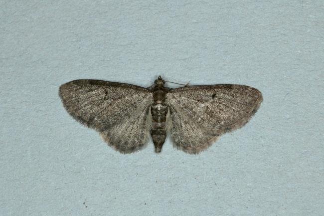 Grey Pug (Eupithecia subfuscata), adult. Ouston, 25-06-2019. Copyright Verna Atkinson.