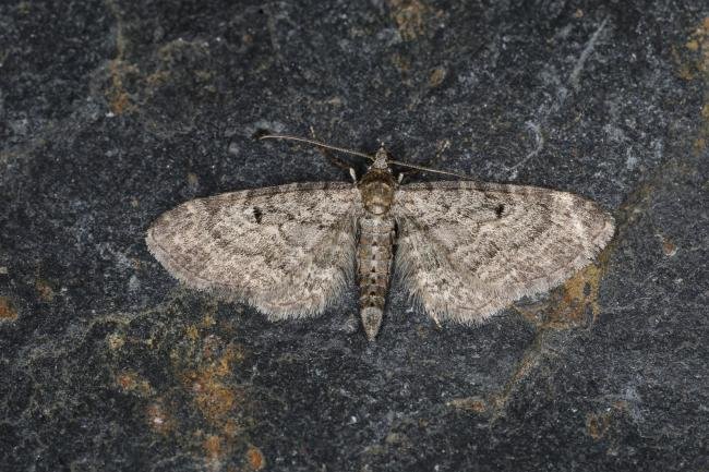 Grey Pug (Eupithecia subfuscata), adult. Ouston, 25-05-2023. Copyright Verna Atkinson.
