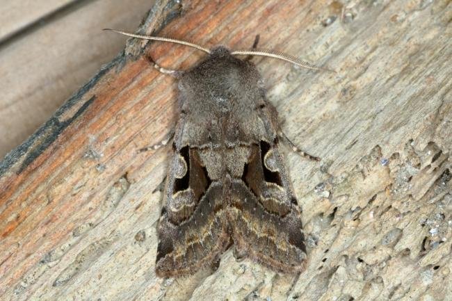 Hebrew Character (Orthosia gothica), adult. Ouston, 02-03-2016. Copyright Verna Atkinson.