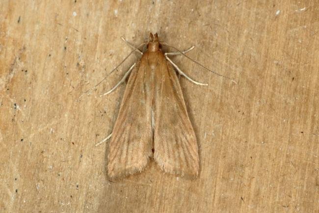 Helcystogramma rufescens, adult. Ouston, 15-08-2019. Copyright Verna Atkinson.