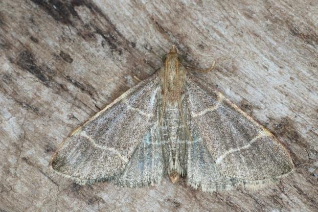 Hypsopygia glaucinalis, adult. Ouston, 13-09-2016. Copyright Verna Atkinson.
