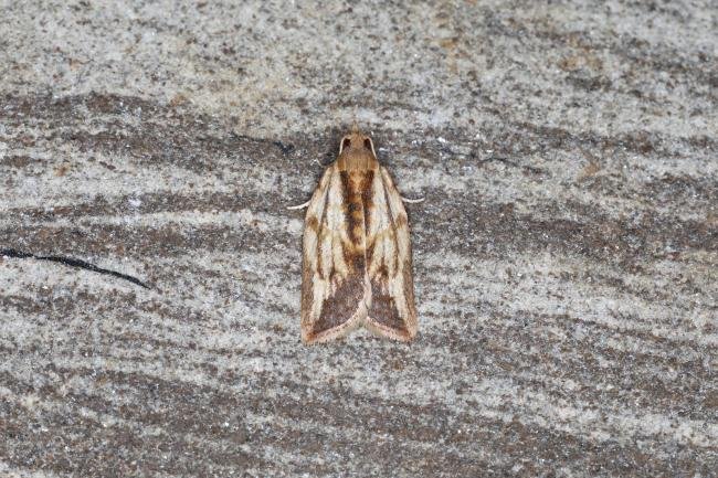 Light Brown Apple Moth (Epiphyas postvittana), adult. Ouston, 21-05-2023. Copyright Verna Atkinson.