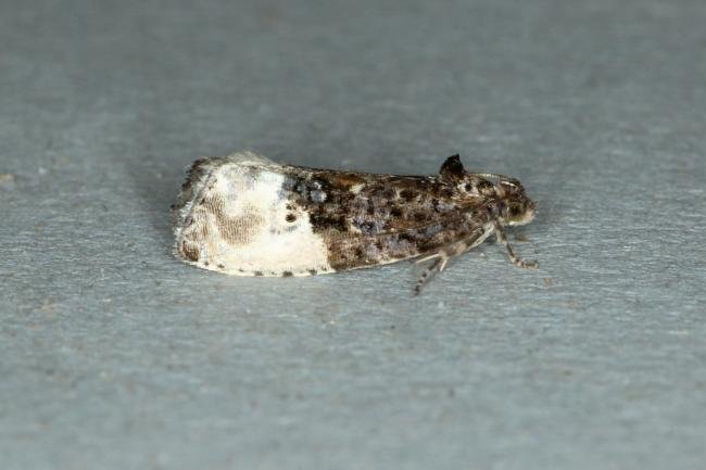 Marbled Orchard Tortrix (Hedya nubiferana), adult. Ouston, 01-07-2019. Copyright Verna Atkinson.